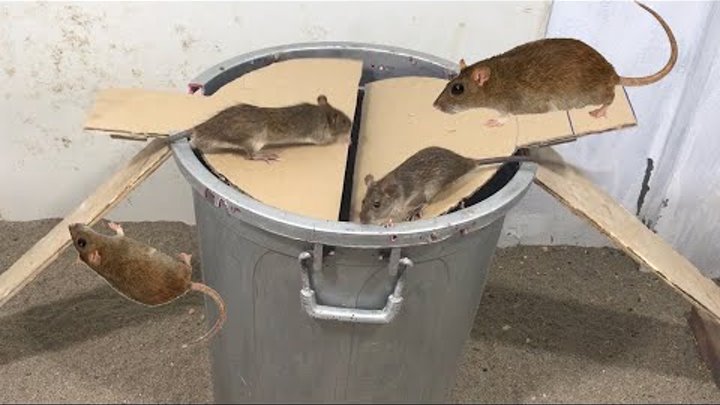 Meilleur piège à souris, 21 Piège à souris Top 10 Piège à souris électrique piège à