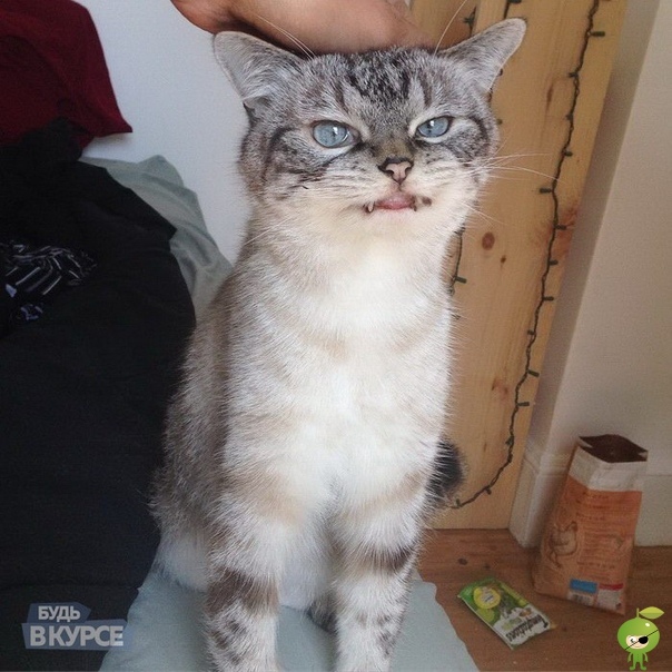 Кот-вампир Локи Локи (Loi) необычный кот, который отличается странным разрезом глаз и торчащими, как у вампира, клыками. Благодаря необычному виду Локи уже стал звездой Интернета в качестве
