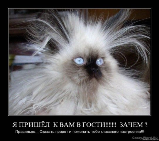 №53, Наталья Поливёнок, 39 лет, Санкт-Петербург №53, Наталья Поливёнок, 39 лет, Санкт-Петербург