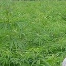 №115, Маша Ганенко, 33 года, Киев №115, Маша Ганенко, 33 года, Киев