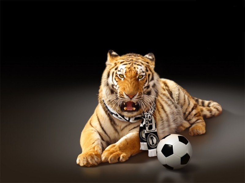 Сергей Анисимов | Воронеж