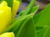 Таня Шуляк | Жабинка