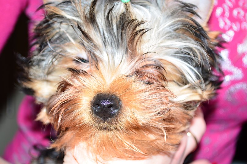 Виталий Вешкин iostream | Макеевка