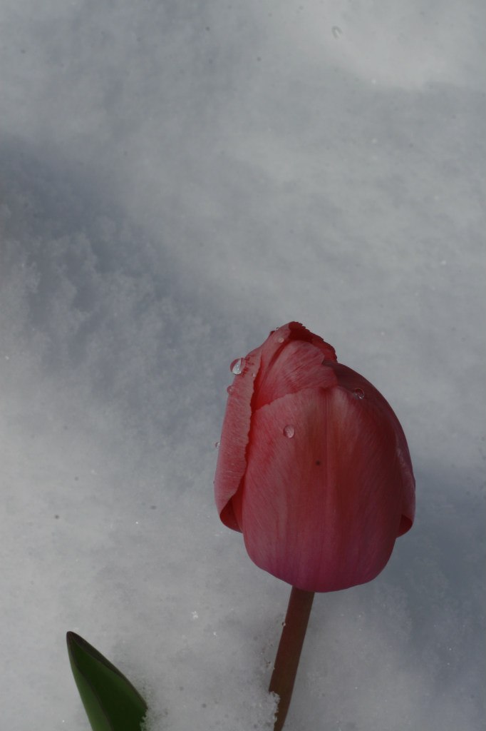 Vladimir Shnayderman | Salt Lake City