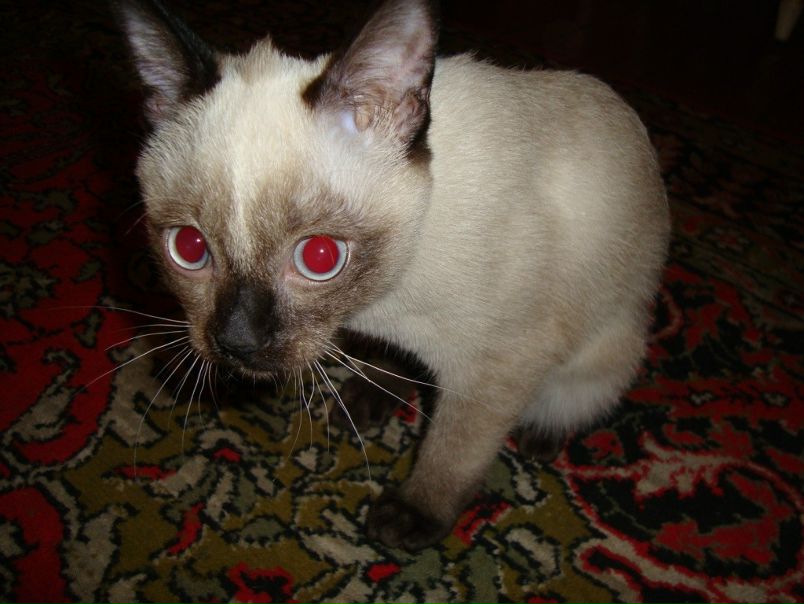 №75, Татьяна Герус, 46 лет, Санкт-Петербург №75, Татьяна Герус, 46 лет, Санкт-Петербург