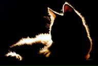 Фотография Иришка Котляревская