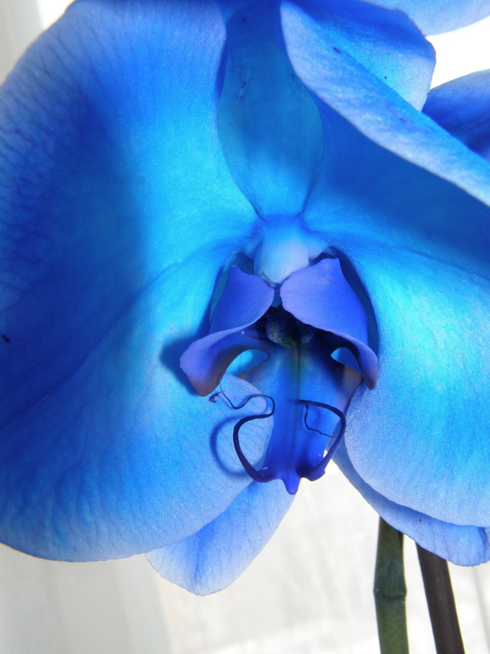 Елена Двизова | Лисичанск