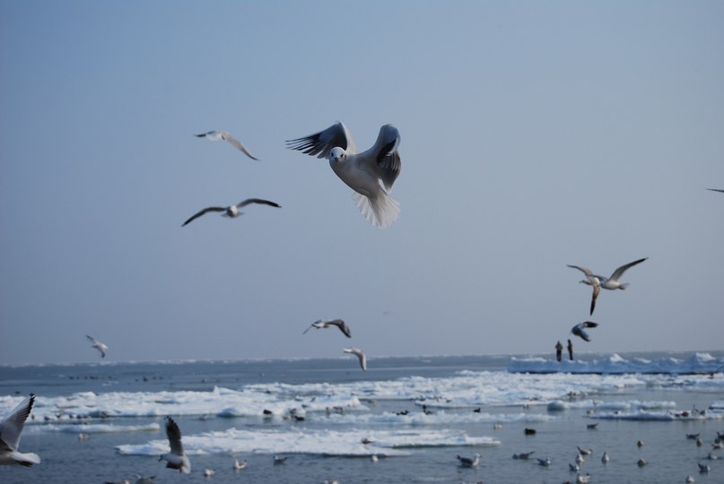 Света Арнаутова | 