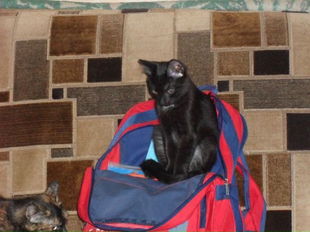 №4, Наталия Широкова №4, Наталия Широкова