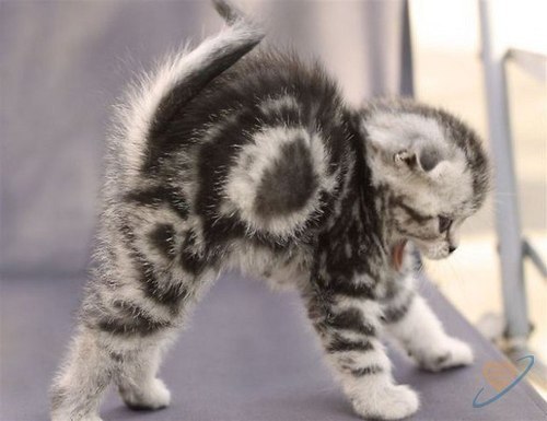 Marishka Aleksandrovna | Красноярск