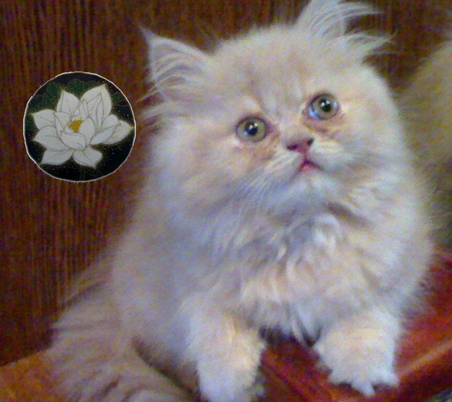 Светик Малютка | Киев