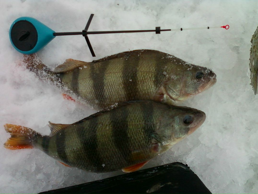 Евгений Медведников | Батайск