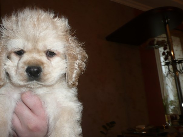 №39, Александра Кудряшова, Житомир №39, Александра Кудряшова, Житомир