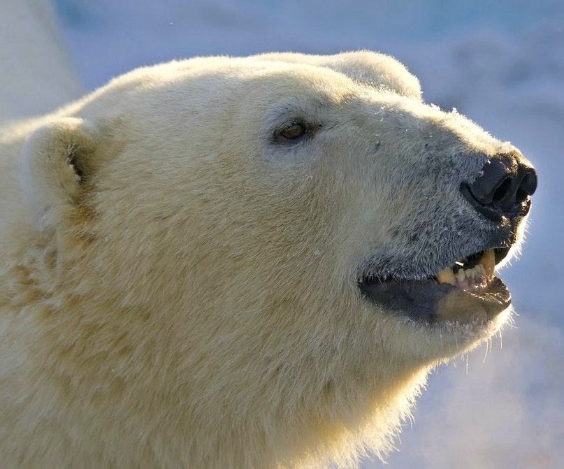 Михаил Водолазов | Санкт-Петербург