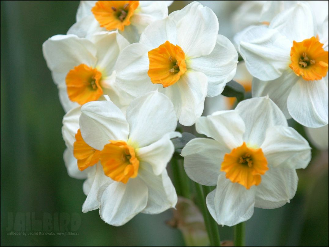 Катерина Анакина | Красноярск