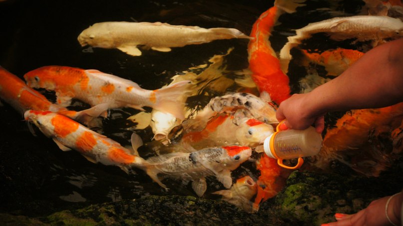 Татьяна Потапкина | 