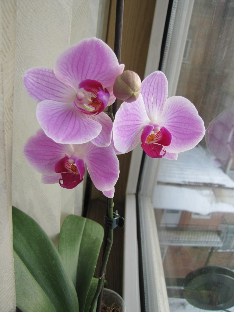 Залина Дзтиева | 