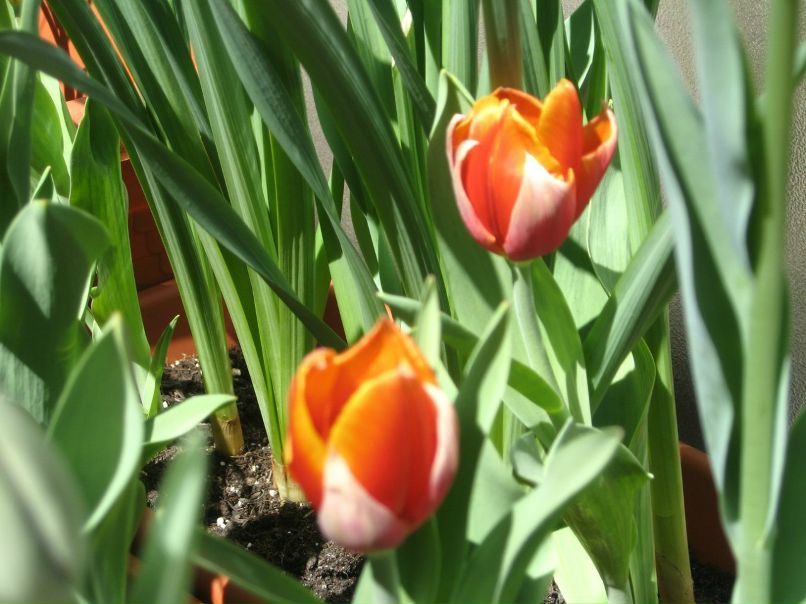 Юлия Шабала | 