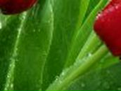 Ира Козьмин | 