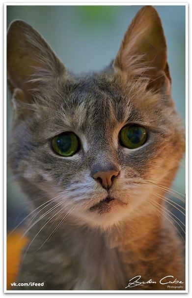 Никита Дубенко | Севастополь