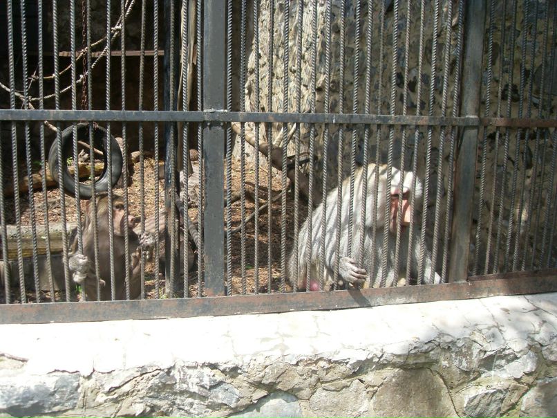 Аня Пишко | Львов