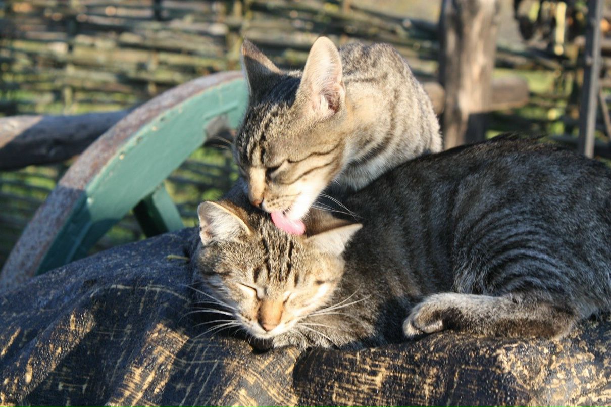 Анастасия Паршунина Pautink@ | Москва