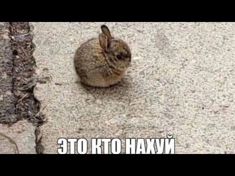 Ортега лох