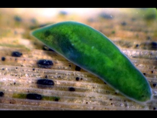 Dalyellia  viridis