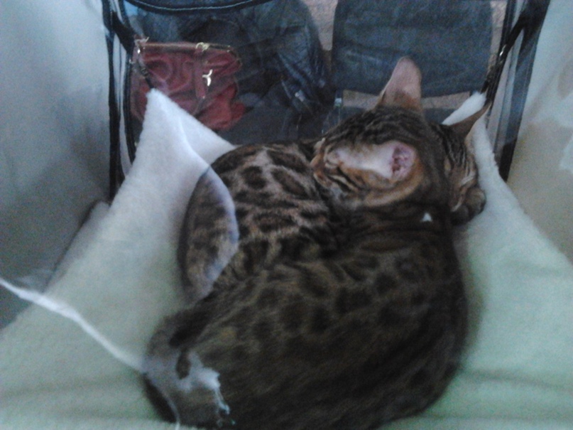 Александра Кравченко | Москва