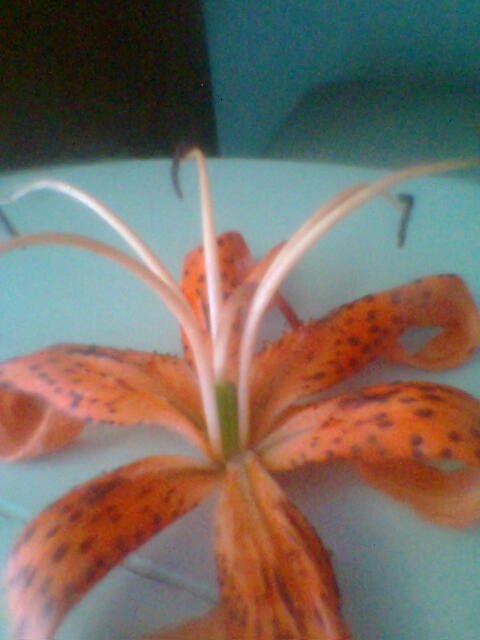 Аня Курочкина (;НюТк@;) | Днепр (Днепропетровск)