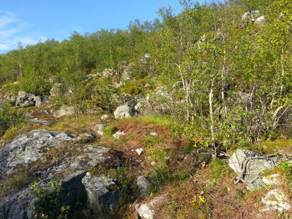 Елена Галашина | Мурманск