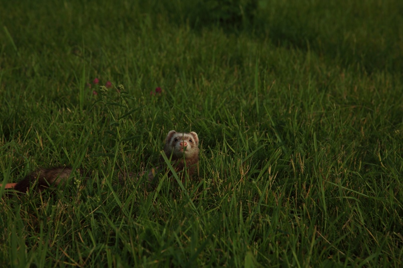 Алексей Волк ◄₩˞☢˞Ł˞Ғ► | Москва