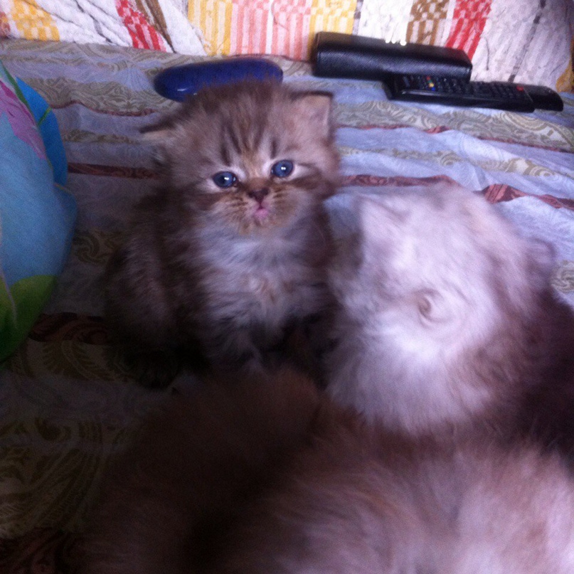 Виктория Петухова Викторовна | Санкт-Петербург