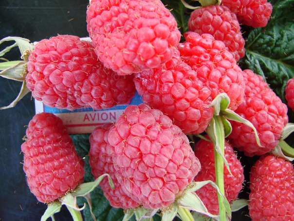 Малина Сенатор, Малина Сенатор в интернет-магазине, Малина Сенатор по низкой цен