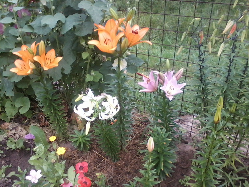 Галина Круглова Васильевна | Петрозаводск