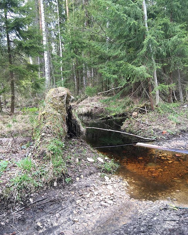 Игорь Горелов | Санкт-Петербург