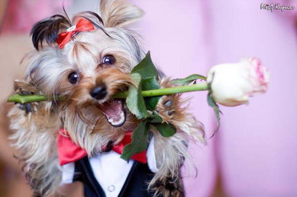 Юлия Николаенко | Киев