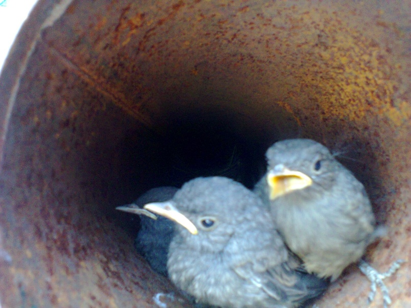 Алексей Хмелёв | Покров / Орджоникидзе