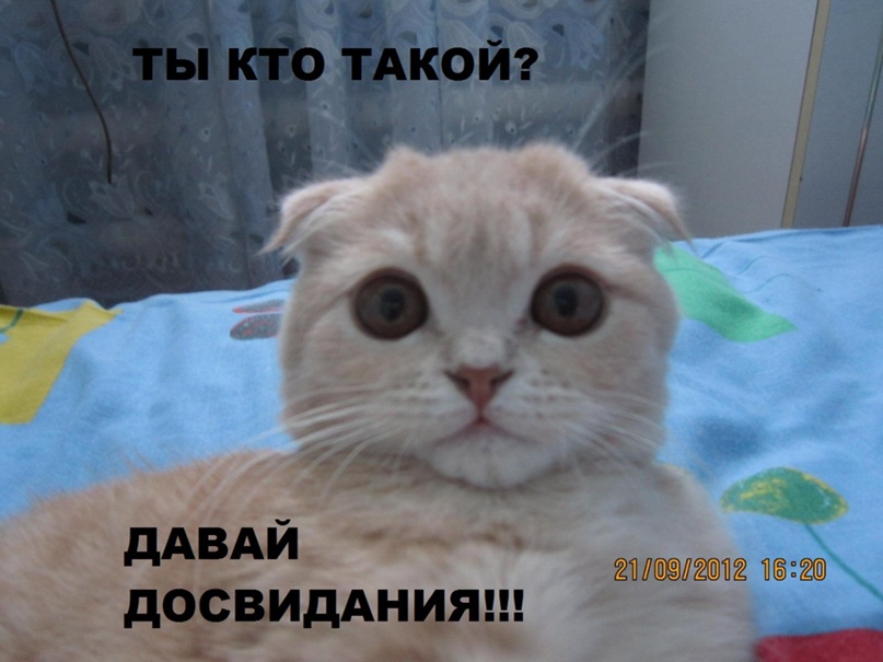 Павел Задорожный | Киев