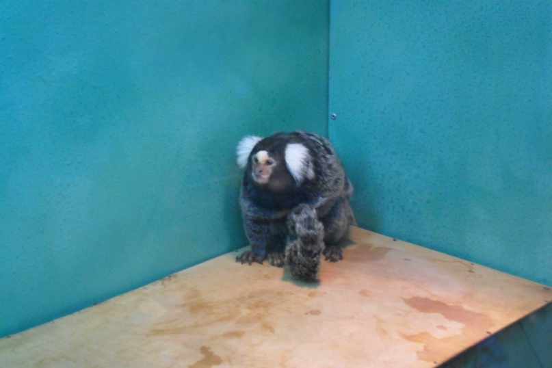 Людмила Савенкова |