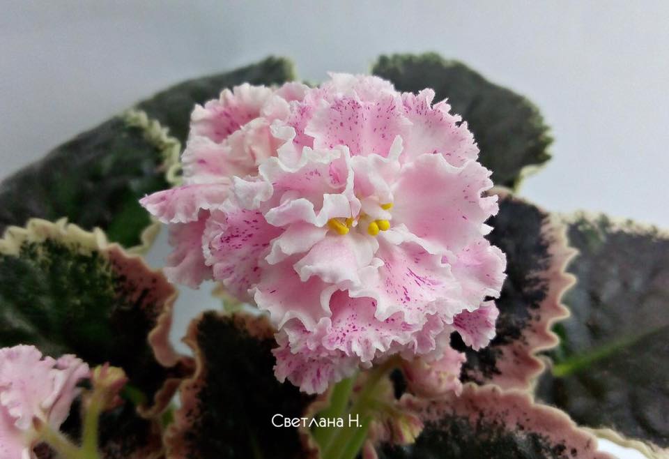 Фиалки ле сорта фото и описание Фиалки ле сорта фото и описание