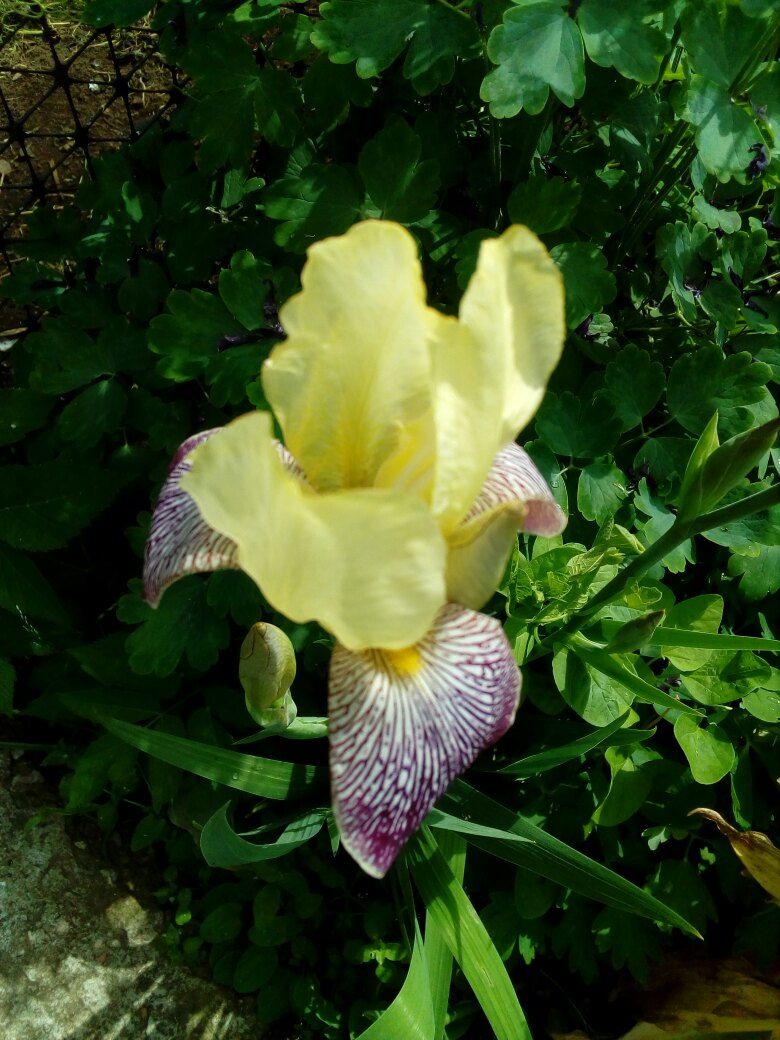 Елена Галашина | Великий Новгород