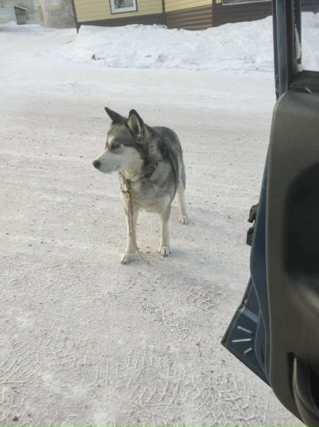 Чей собакен бегает возле магазина маяк