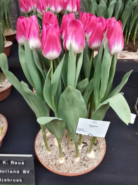 Memphis тюльпан фото Memphis тюльпан фото