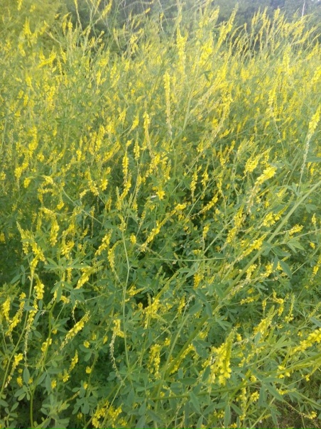 Донник фото - DelaDom.ru