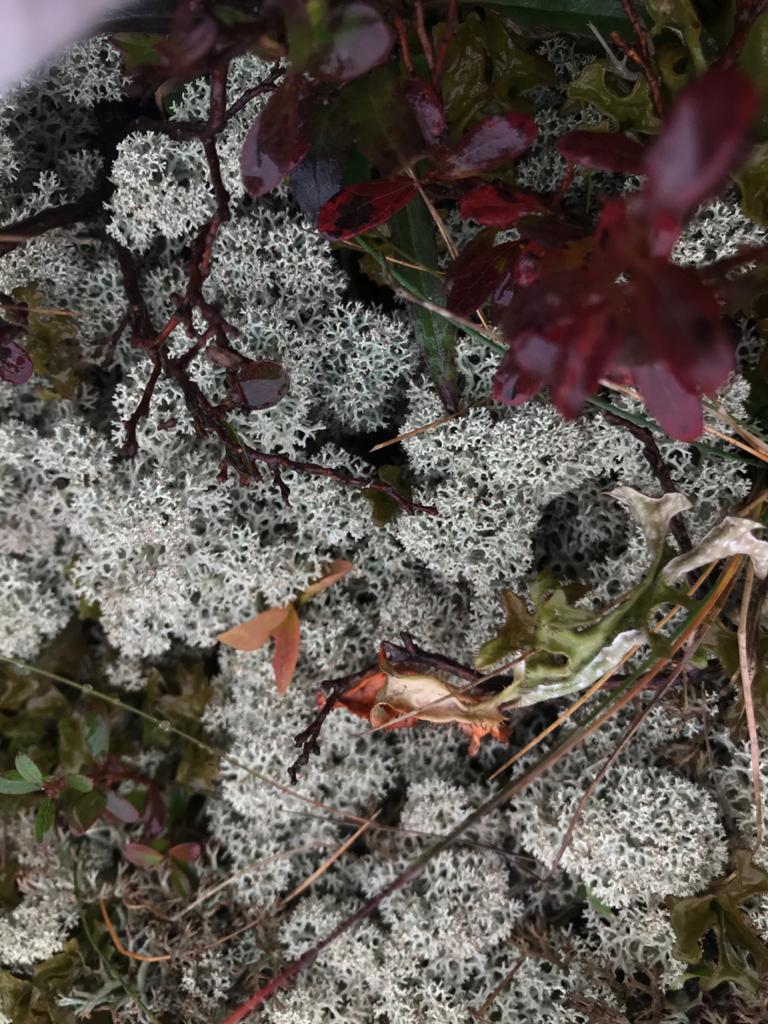 Олег Федулов | Черногорск