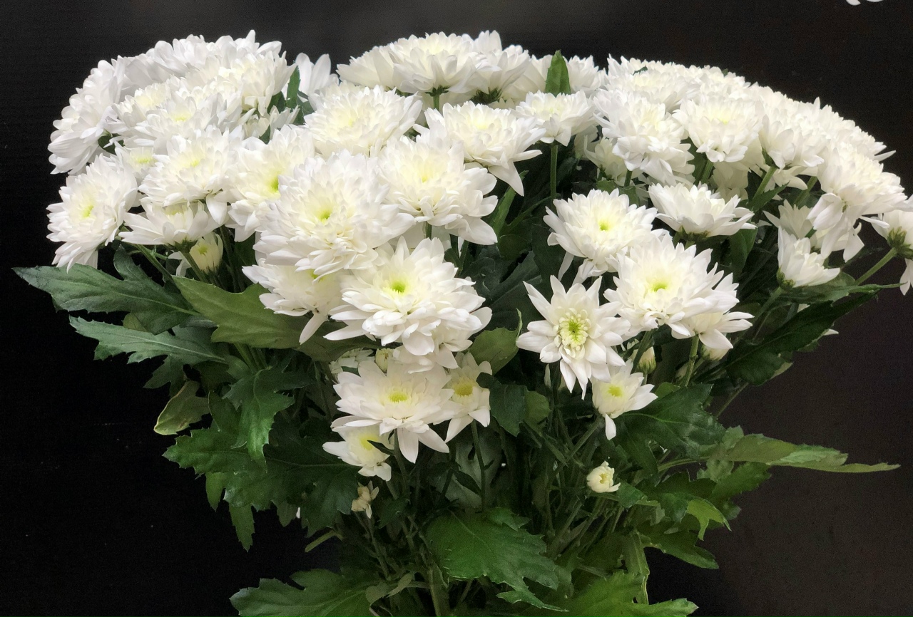 5 хризантем фото 5 хризантем фото