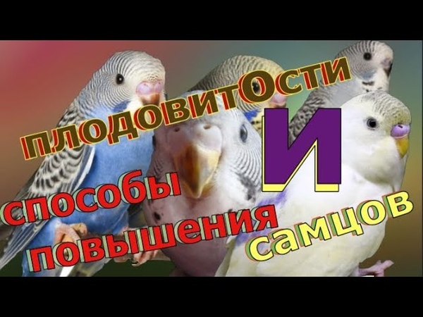 как сделать в кладке больше самцов и повешение