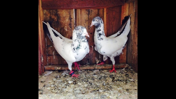 Indian Pigeons Ankit Bhai Udepur Rajasthan