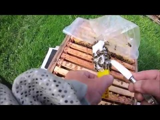 Всего понемногу подсадка матки, объединение семей, подготовка кочевки на липу.